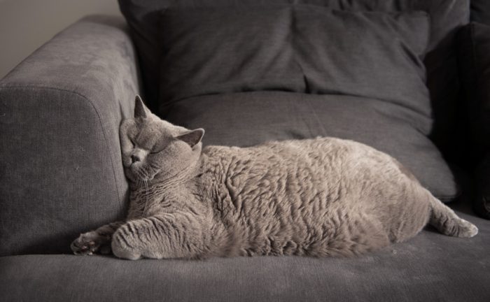 cat sleeping on a sofa
