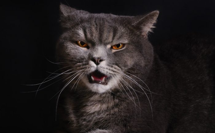 Angry cat