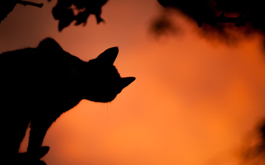 Halloween marketing campaign scenarios for a spook-tacular effect